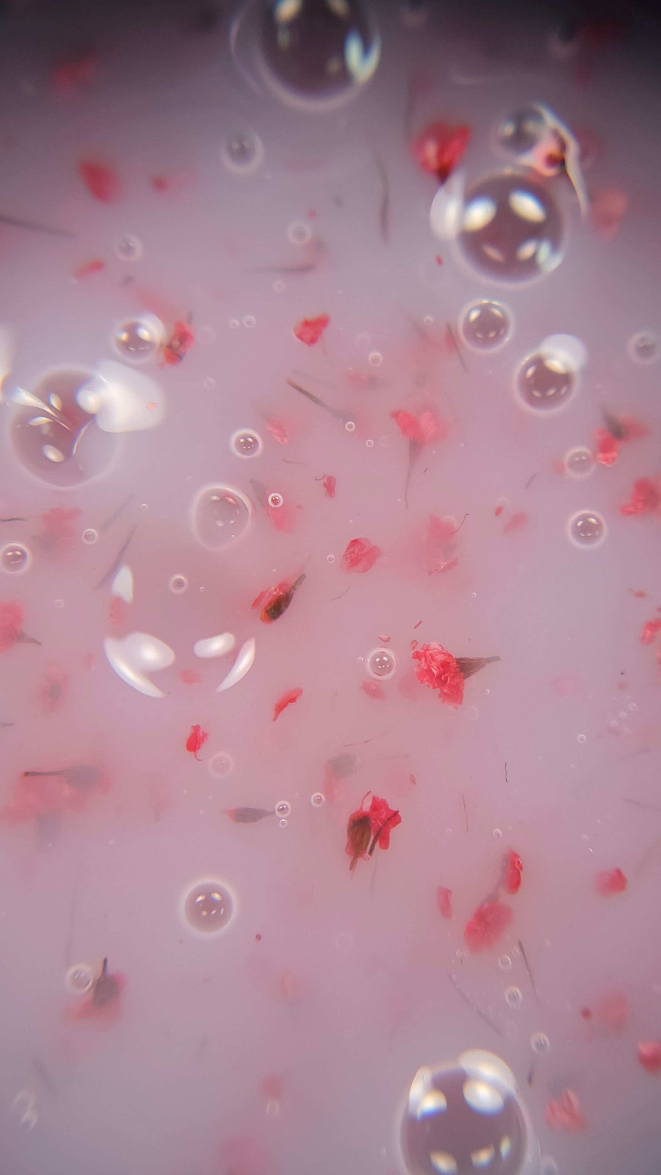 Dried Flower builder gel #03